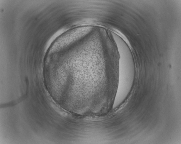 X0000080181146200612221309