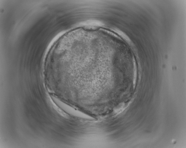 X0000080181248200612221308