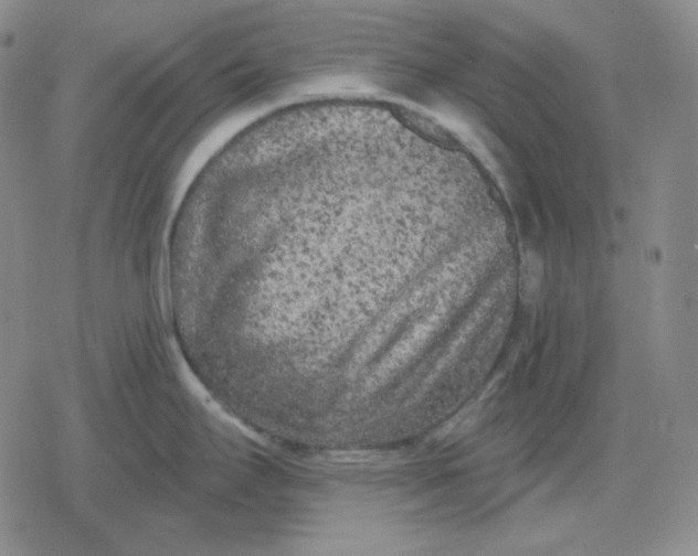 X0000080181295200612221306