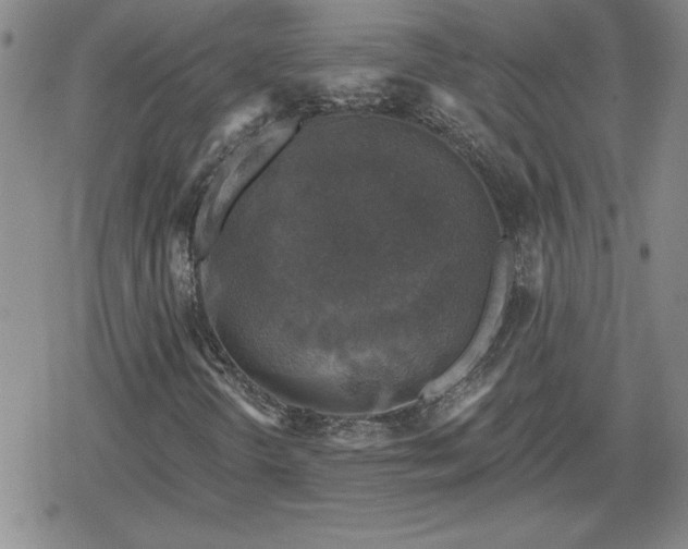 X0000080181298200612221305