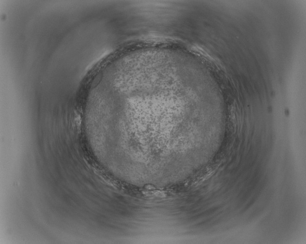 X0000080181302200612221305