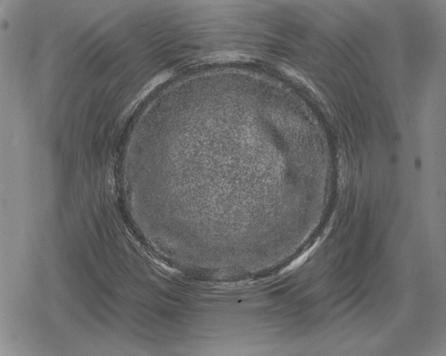 X0000080181305200612221306