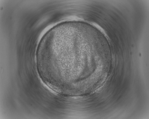 X0000080181335200612221306