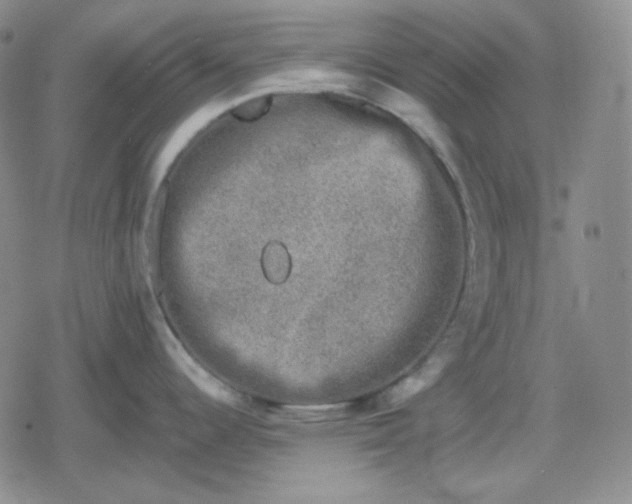 X0000080181344200612221306