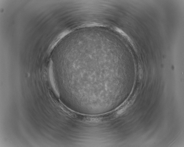 X0000080181361200612221305