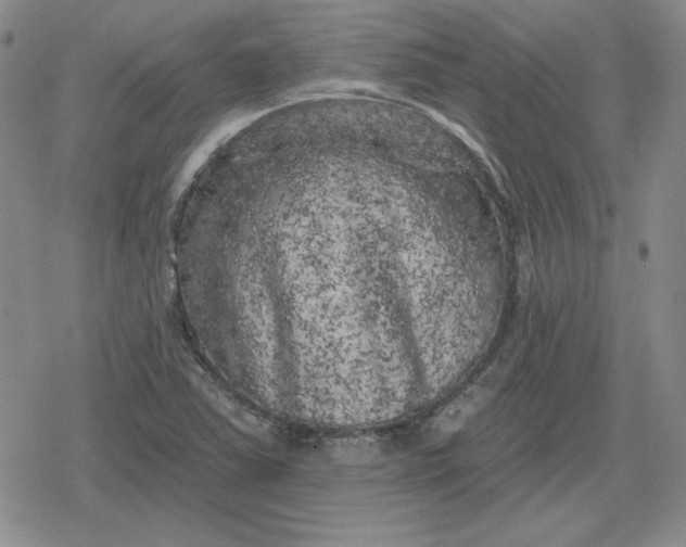 X0000080181363200612221305