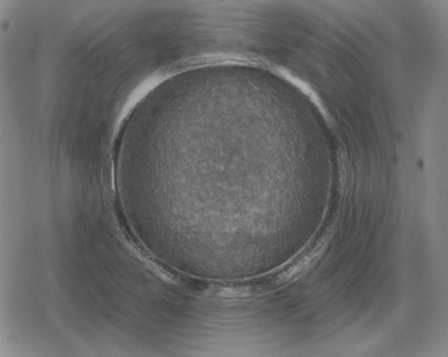 X0000080181365200612221305