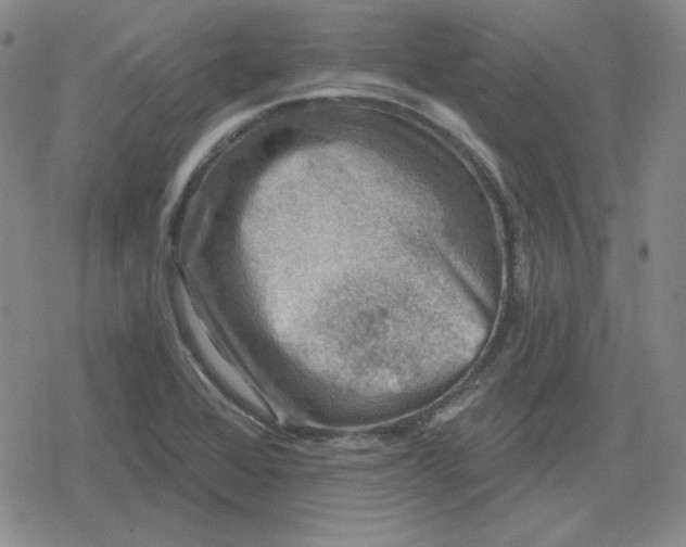 X0000080181368200612221305