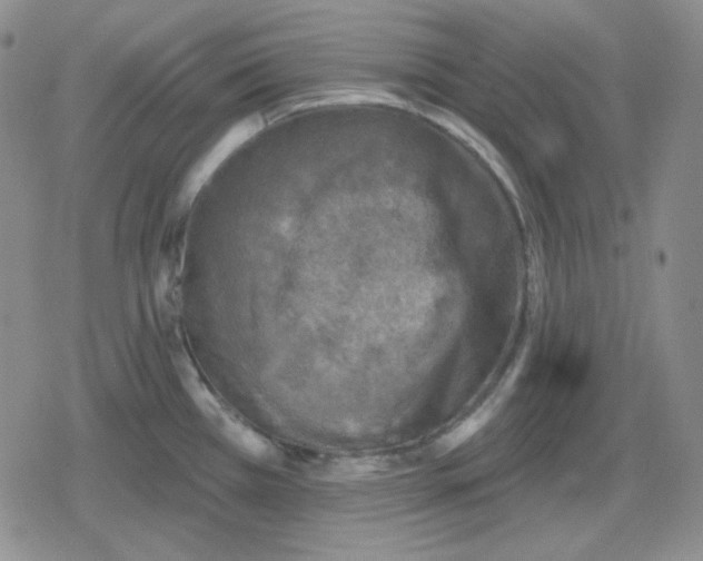 X0000080181385200612221305