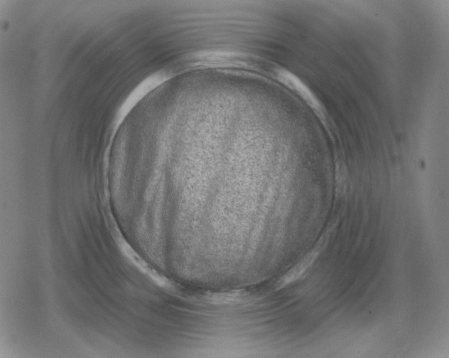 X0000080181386200612221305