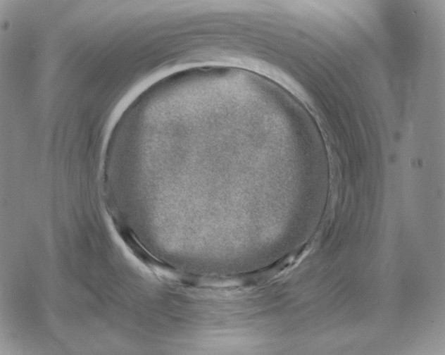 X0000080181536200612221303