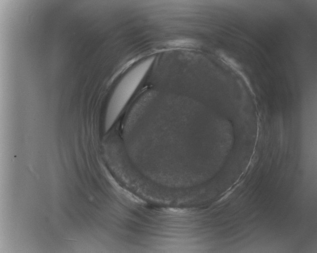 X0000080180154200612302254