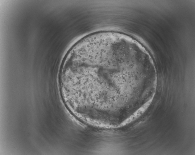 X0000080180959200612302242