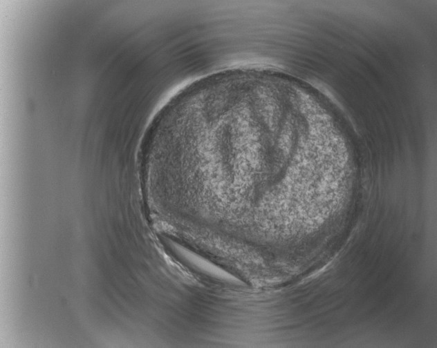 X0000080181022200612302239