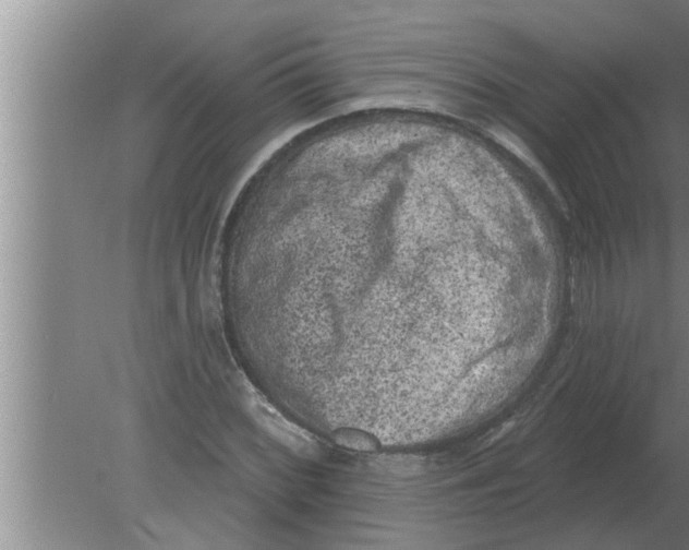 X0000080181068200612302239