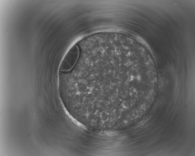 X0000080181095200612302239