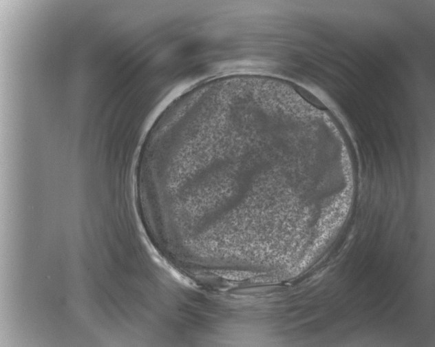 X0000080181341200612302235