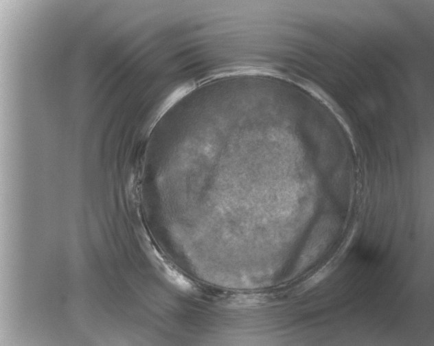 X0000080181385200612302234