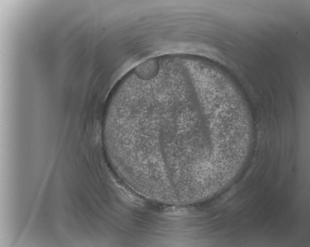 X0000080181505200612302231