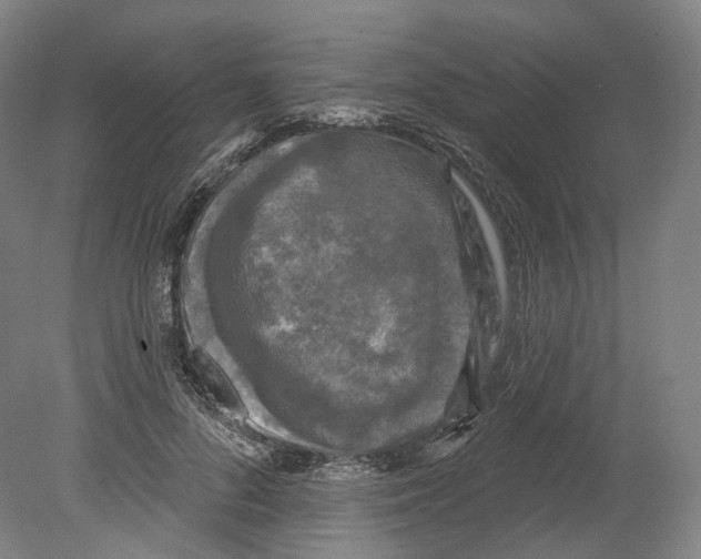 X0000080180696200701051657