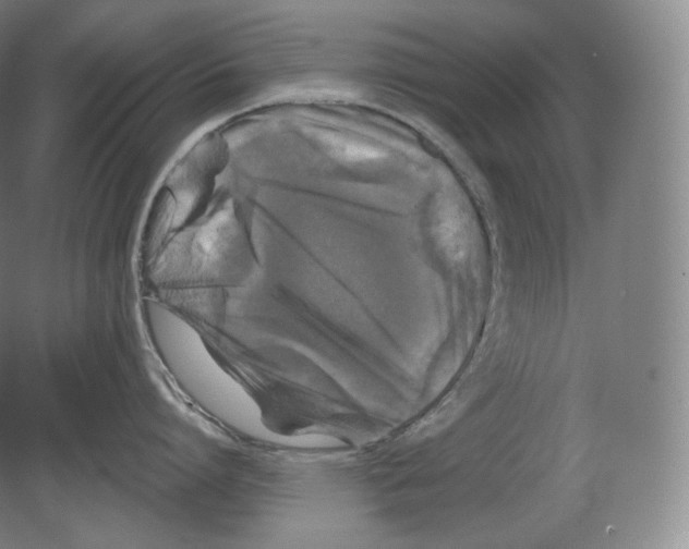 X0000080180864200701051655