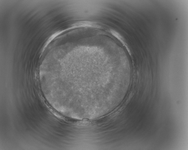 X0000080181481200701051644