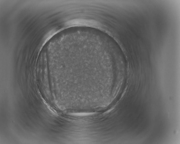 X0000080181529200701051644