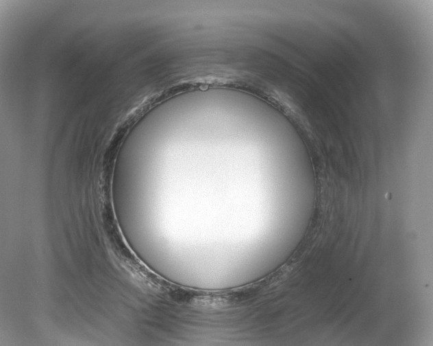 X0000080190354200612081206