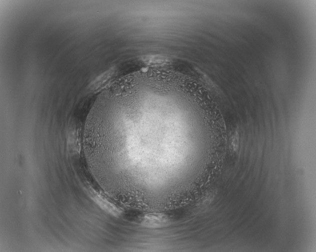 X0000080190666200612081429