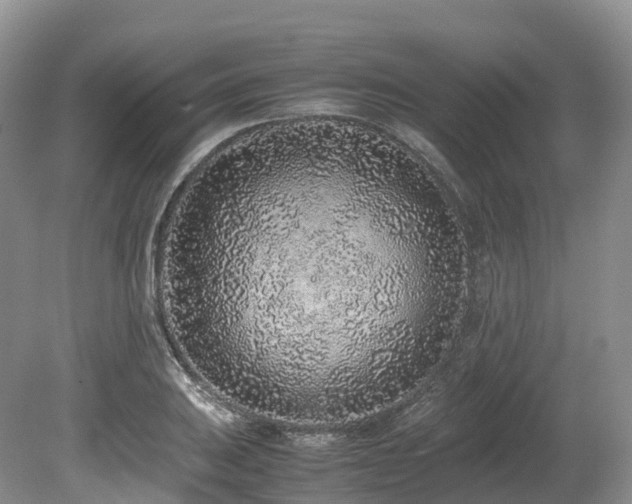 X0000080191031200612081422