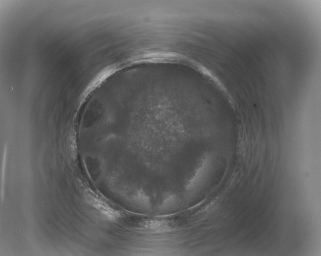 X0000080191362200612081416