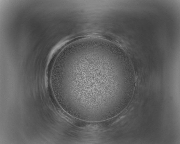 X0000080190294200612152021
