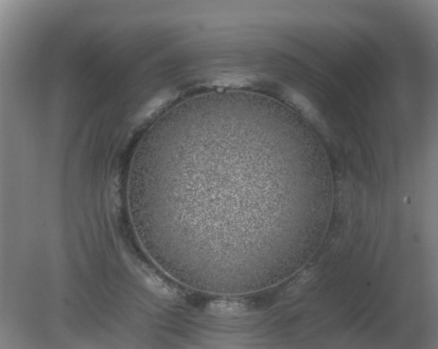 X0000080190354200612152020
