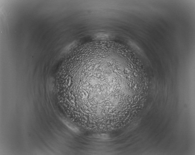 X0000080190361200612152020