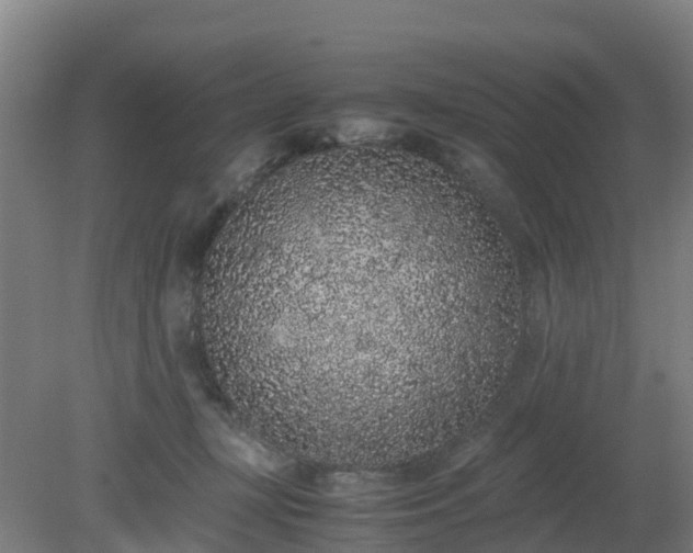 X0000080190367200612152020