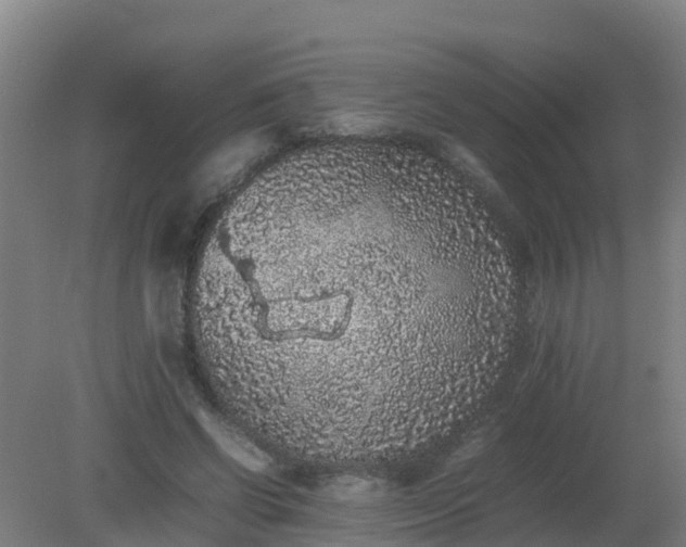 X0000080190542200612152017