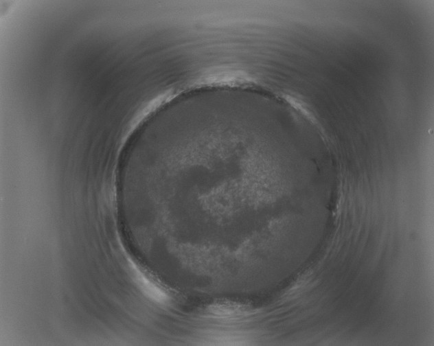 X0000080190630200612152015