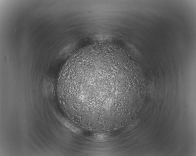 X0000080190662200612152015