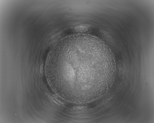 X0000080190745200612152014