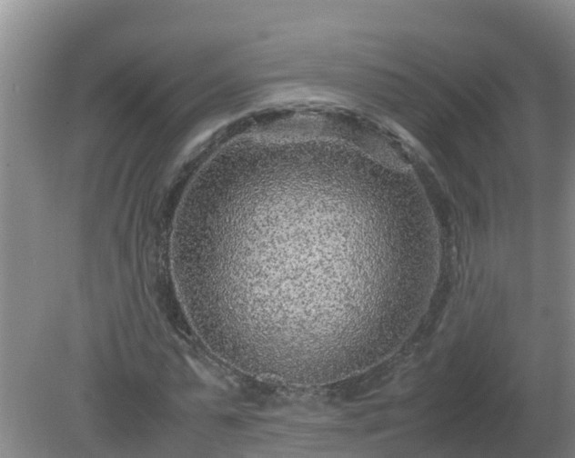 X0000080190775200612152013