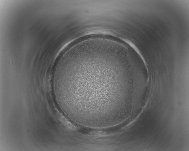 X0000080190783200612152013