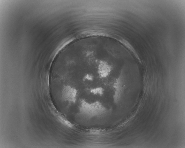 X0000080190790200612152013