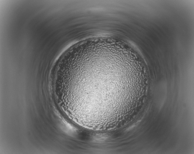 X0000080190835200612152012