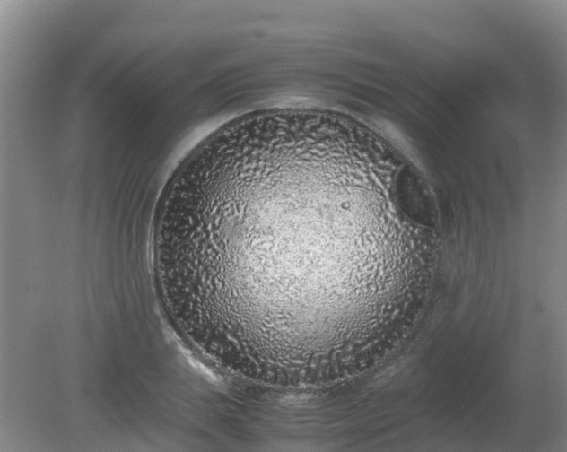 X0000080190839200612152012