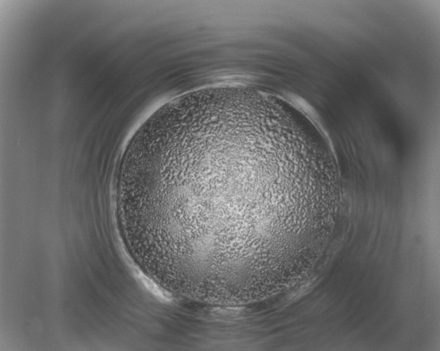 X0000080190859200612152012