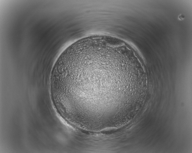 X0000080190903200612152011