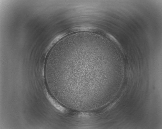 X0000080190938200612152010