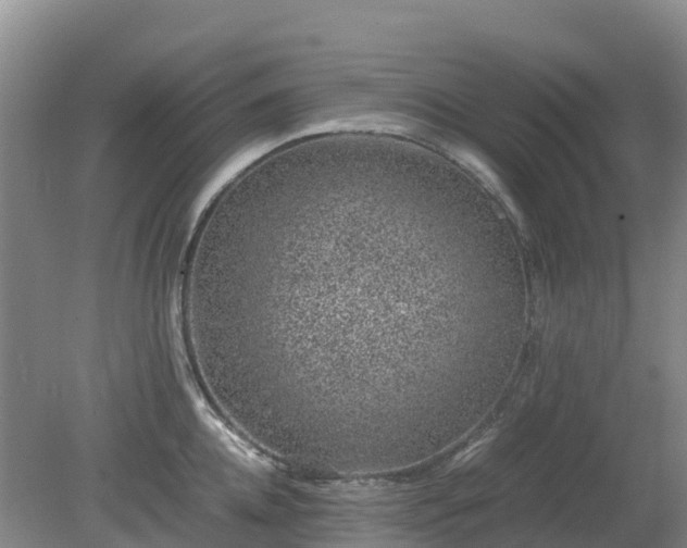 X0000080190952200612152011