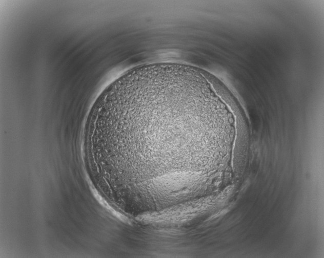 X0000080190957200612152011