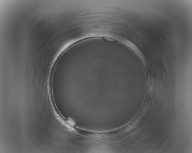 X0000080190958200612152011